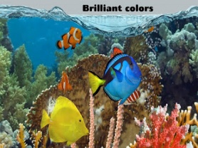 Fish Farm 2 1