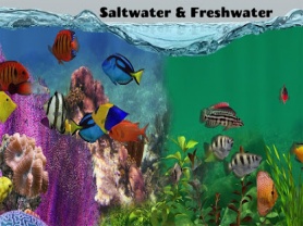 Fish Farm 2 3