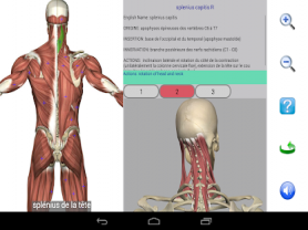 Visual Anatomy Free 2