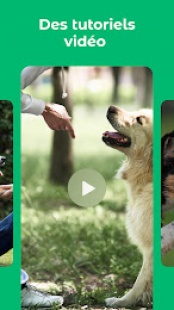 Dogo : Education du chien 3