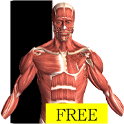 Visual Anatomy Free