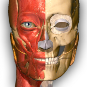 Anatomy Learning